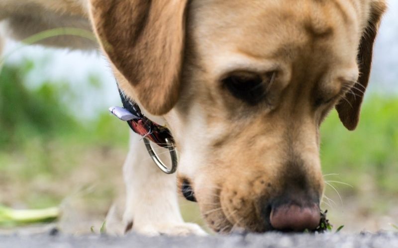 Should you let your dog sniff on walks? 8 Should you let your dog sniff on walks?