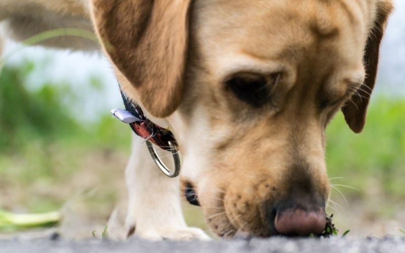 Should you let your dog sniff on walks?