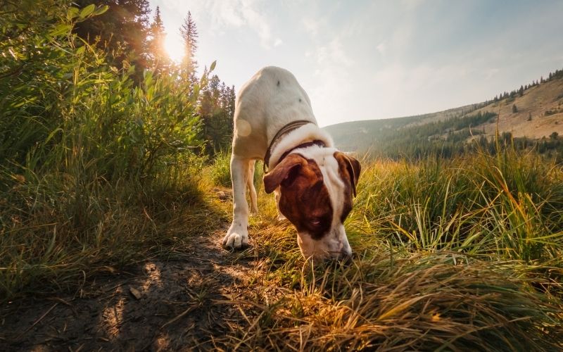 Should you let your dog sniff on walks?