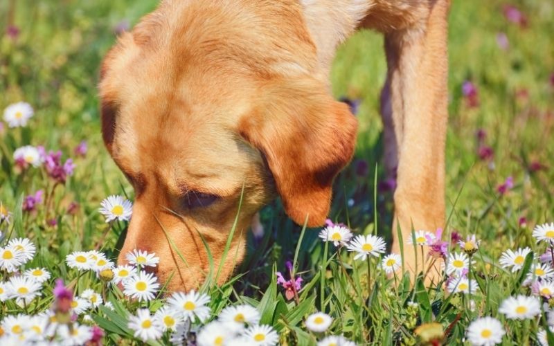 Should you let your dog sniff on walks?