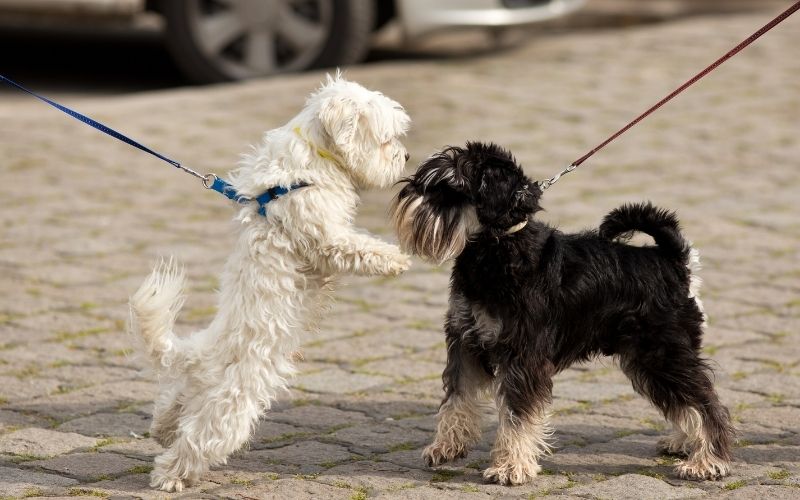 Should you let your dog sniff on walks?