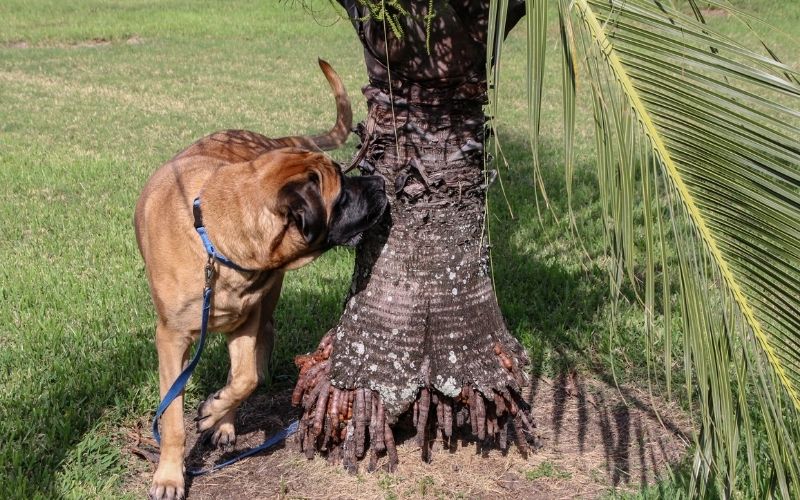 Should you let your dog sniff on walks? 13 Should you let your dog sniff on walks?