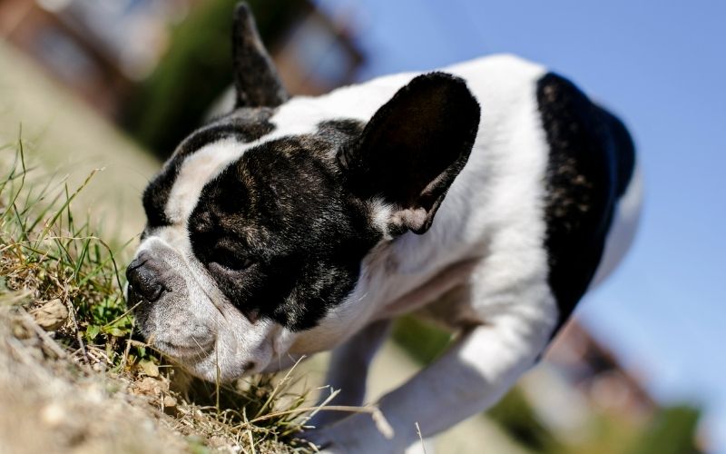 Should you let your dog sniff on walks?