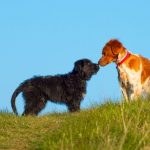 Should you let your dog sniff on walks?