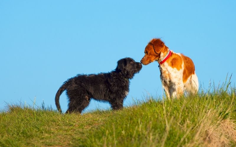 Should you let your dog sniff on walks?