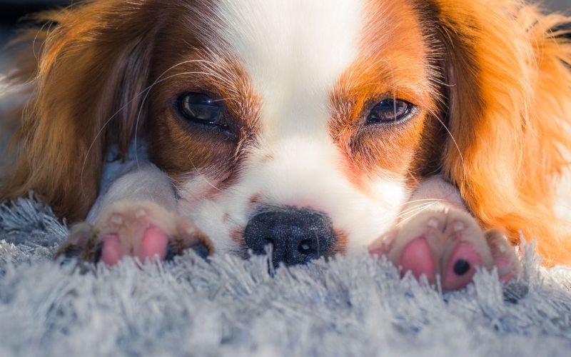 Why do Cavaliers sleep on your head?