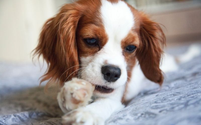 Why do Cavaliers sleep on your head?