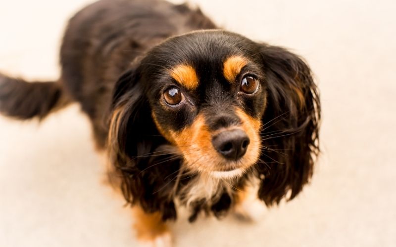 Why do Cavaliers sleep on your head? 4 Why do Cavaliers sleep on your head?