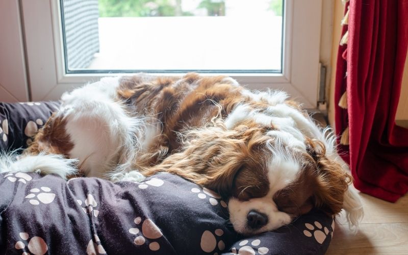 Why do Cavaliers sleep on your head?