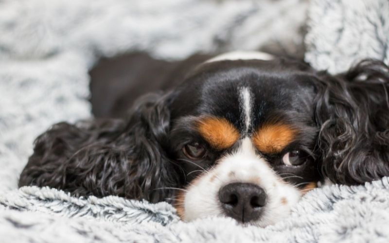 Why do Cavaliers sleep on your head?