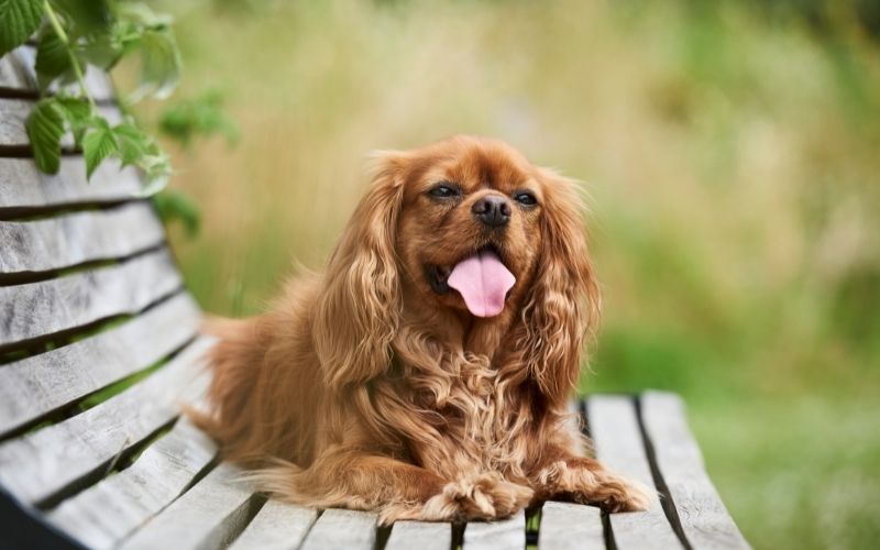 Why Do Cavalier King Charles Spaniels Lick The Air Easy Spaniel Training why-do-cavalier-king-charles-spaniels-lick-the-air-easy-spaniel-training