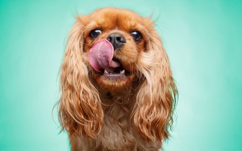 Why do Cavalier King Charles spaniels lick the air?