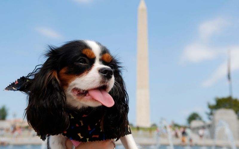 Why do Cavalier King Charles spaniels lick the air?