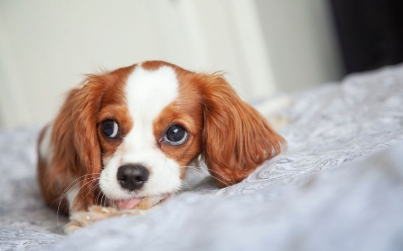 Why do Cavalier King Charles spaniels lick the air?