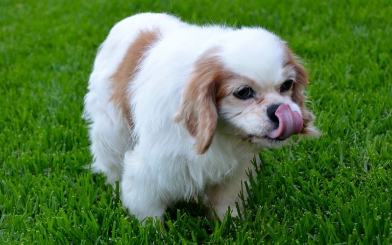 Why do Cavalier King Charles spaniels lick the air?