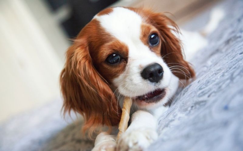 Why do Cavalier King Charles spaniels lick the air?