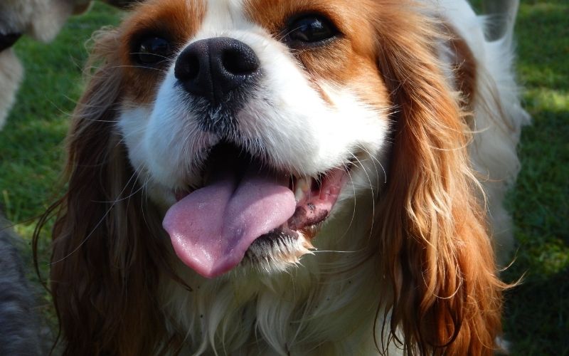 Why do Cavalier King Charles spaniels lick the air?