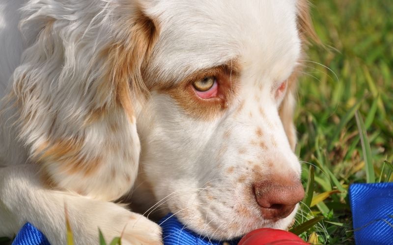 Best Spaniel Training Book