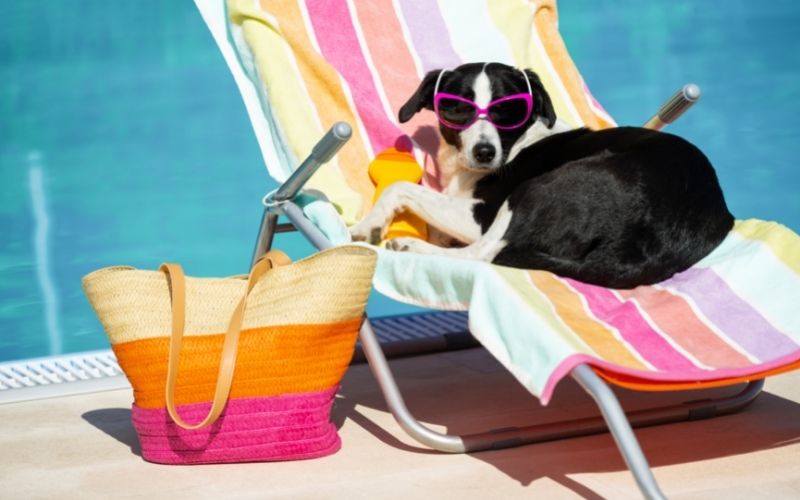 Can dogs get sunburn?