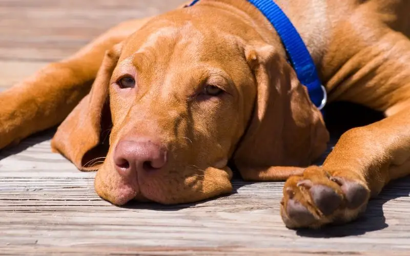Can dogs get sunburn?