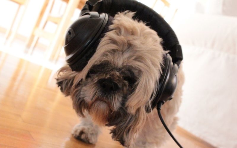 Do dogs like music?