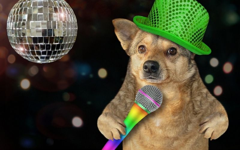 Do dogs like music? 9 Do dogs like music?
