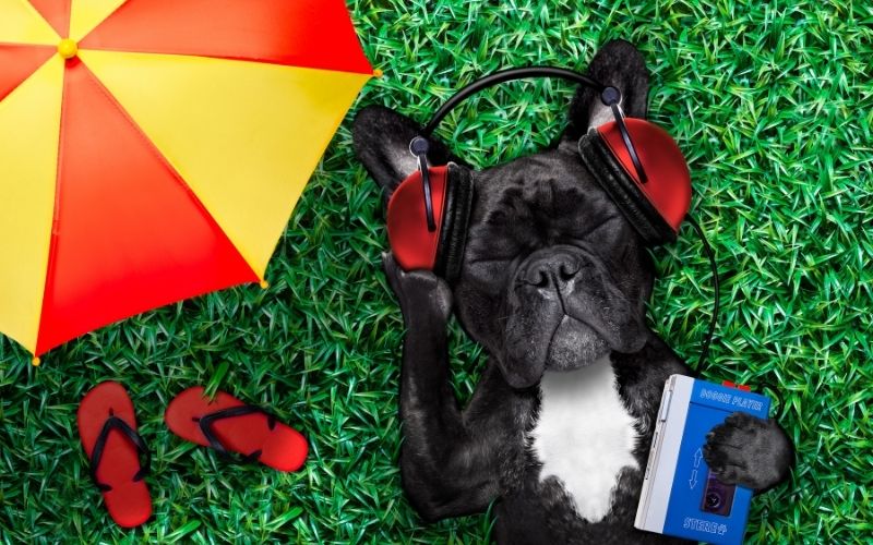 Do dogs like music? 10 Do dogs like music?