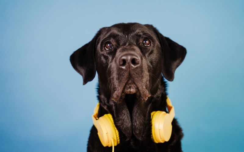 Do dogs like music?