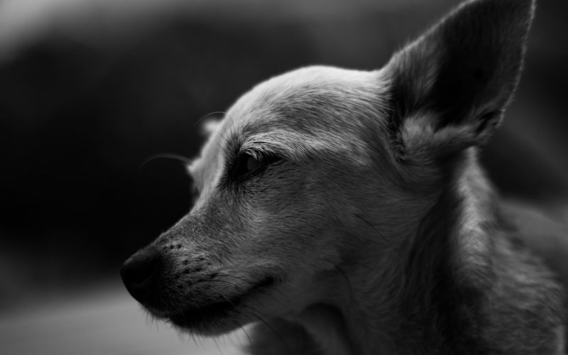 Can dogs sense lightning?