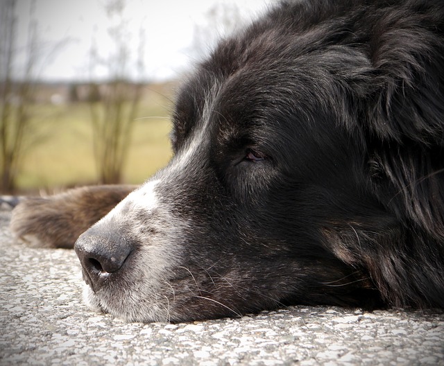 Is it ever too late to start training a dog?