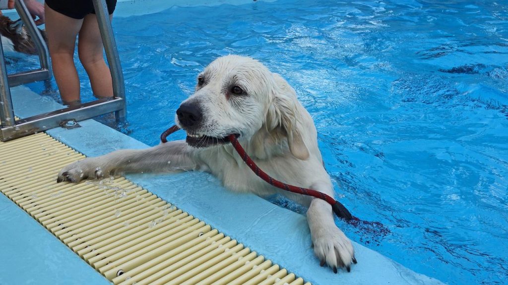 can dogs drink pool water