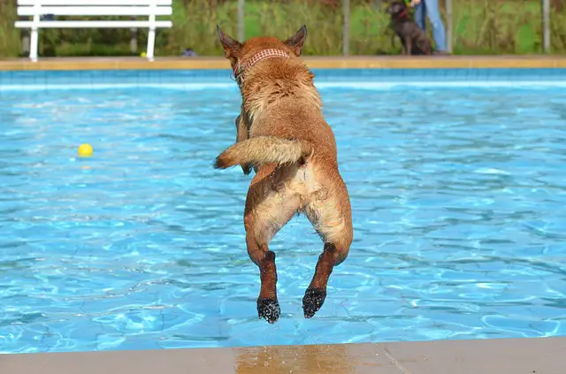 can dogs drink pool water