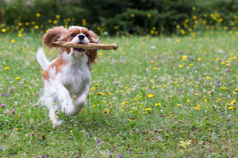 Can a Cavalier King Charles spaniel jump?