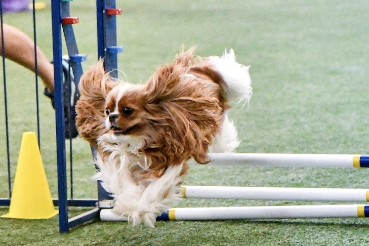 Can a Cavalier King Charles spaniel jump?