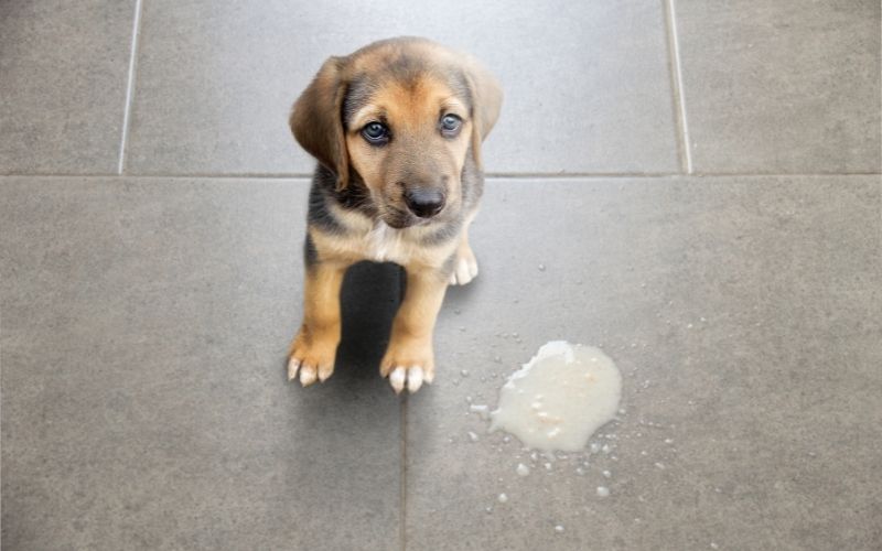 why do dogs eat their own vomit