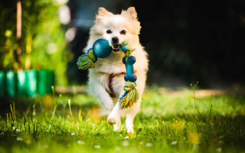 Why Do Dogs Bring You A Toy When They Greet You