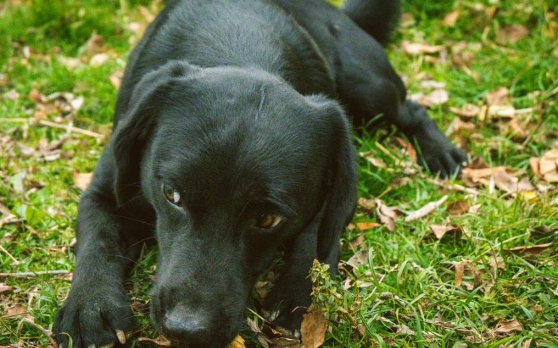 why do dogs eat their own vomit