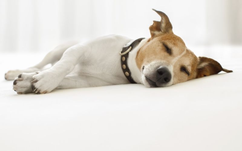 why do dogs eat their own vomit