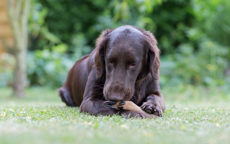 Why do dogs eat their own vomit?