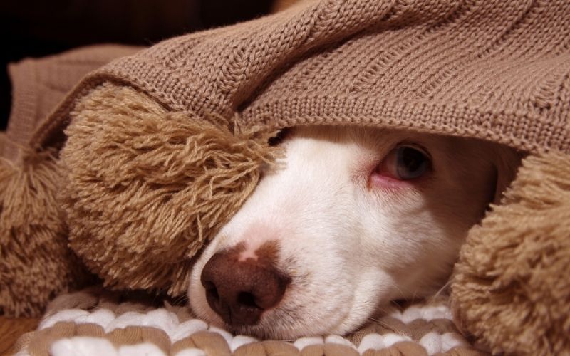 What to do if your dog is afraid of fireworks