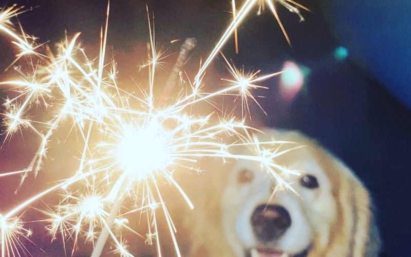 What to do if your dog is afraid of fireworks