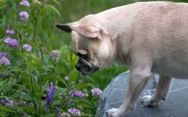How to tell if your dog has been stung by a bee