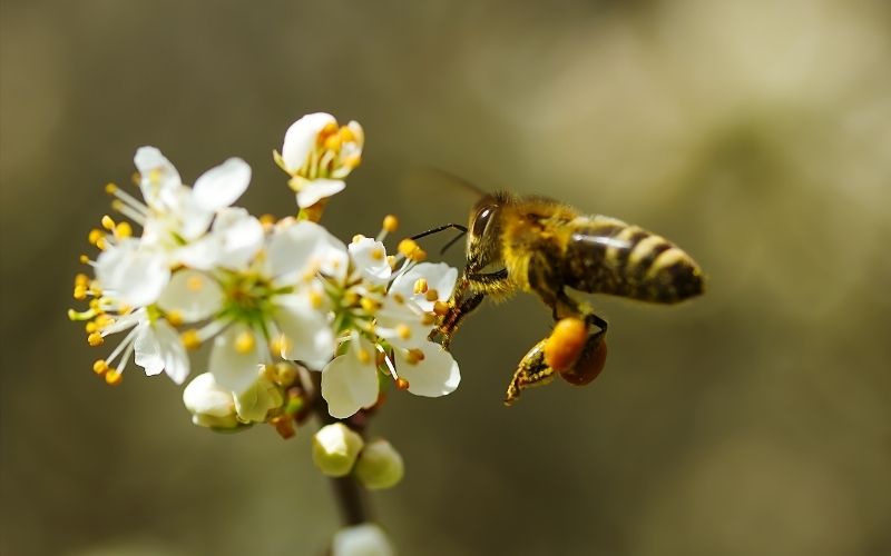 How to tell if your dog has been stung by a bee