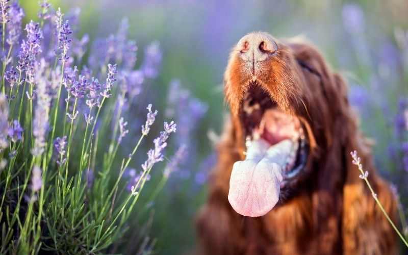how to tell if your dog has been stung by a bee