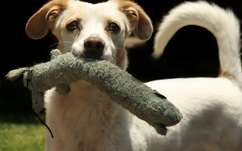 Why do dogs bring you their toys?
