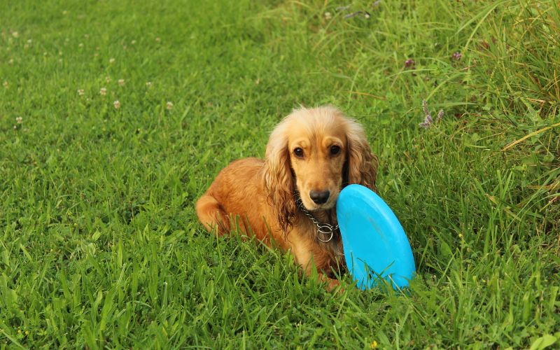 Why do dogs bring you their toys?