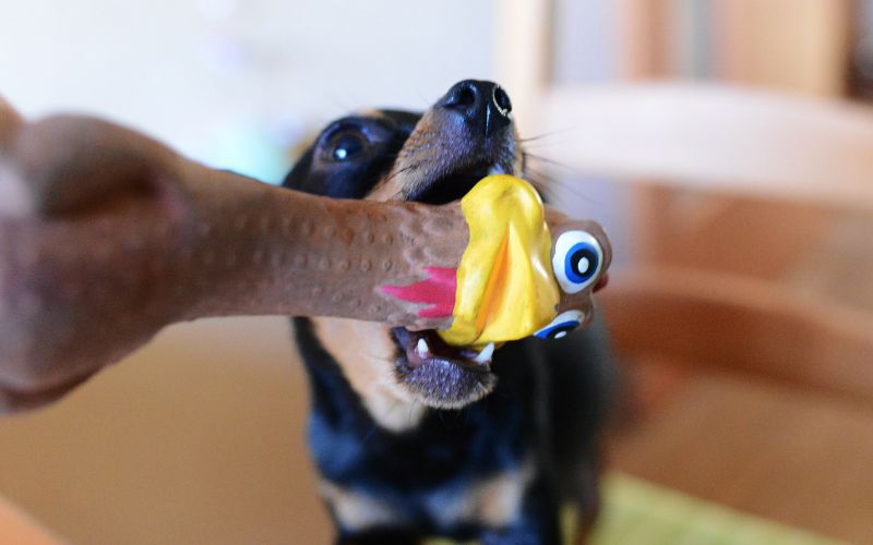 Why do dogs bring you their toys?