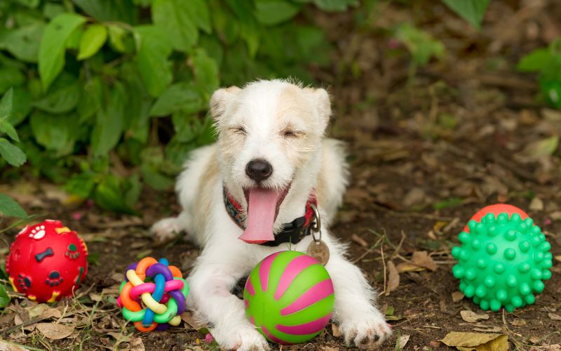 Why do dogs bring you their toys?
