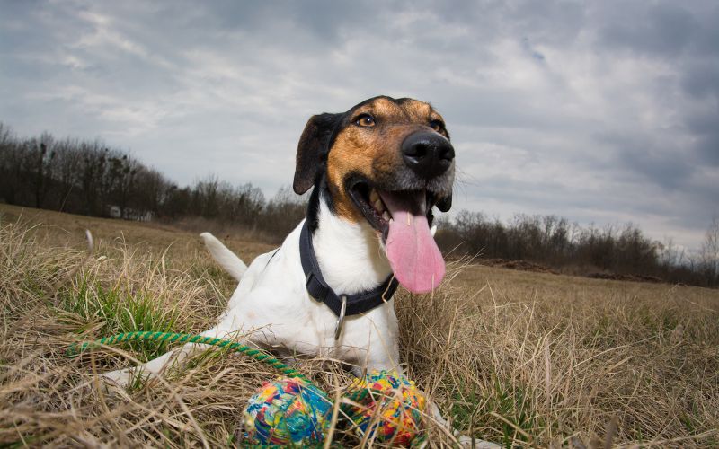Why do dogs bring you their toys? 9 Why do dogs bring you their toys?