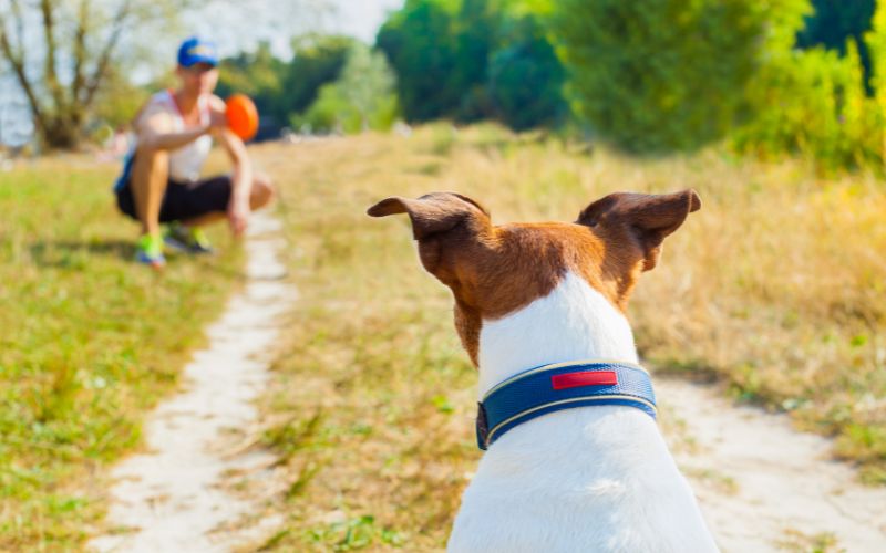 Why do dogs bring you their toys?